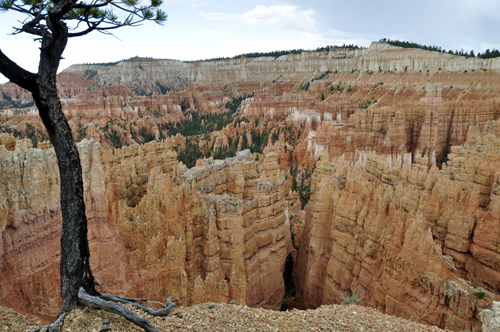 framed the cliff with a tree